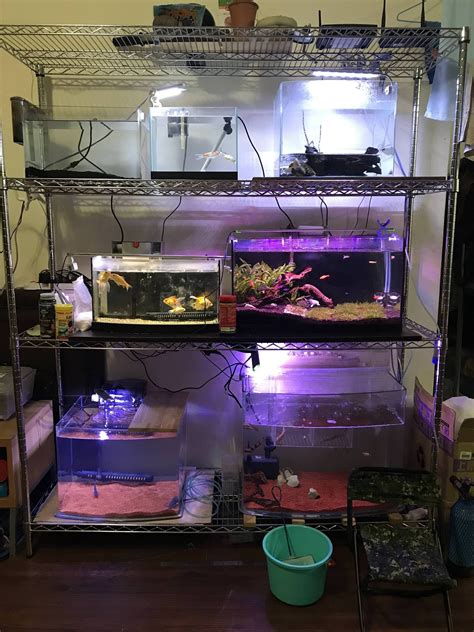 宿舍養魚|極樂養魚宿舍艱辛路(圖多)